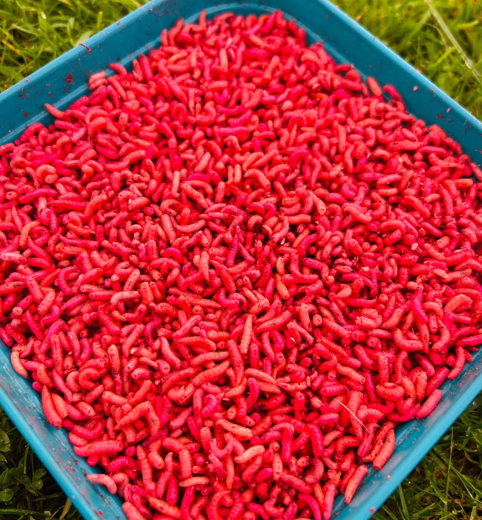 Live Bait Catchy Bait